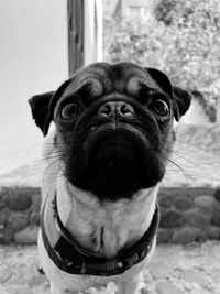Portrait of a dog