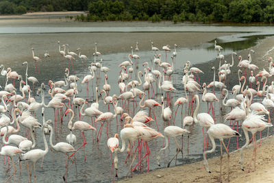 Flock of birds in lake