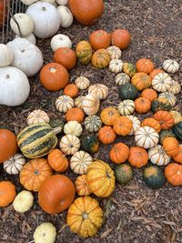 High angle view of pumpkins for sale