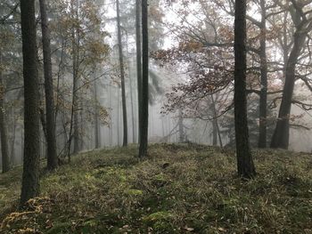 Trees in forest