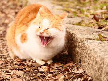 Close-up of cat yawning