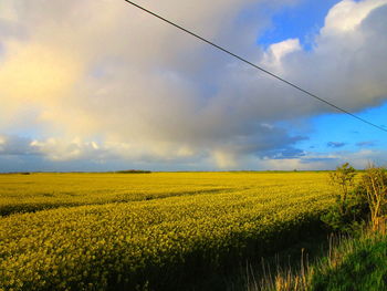 Scenic view of oilseed rape field against sky