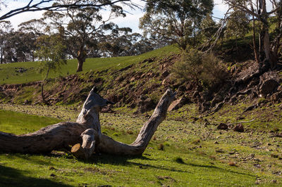 Giraffe in park