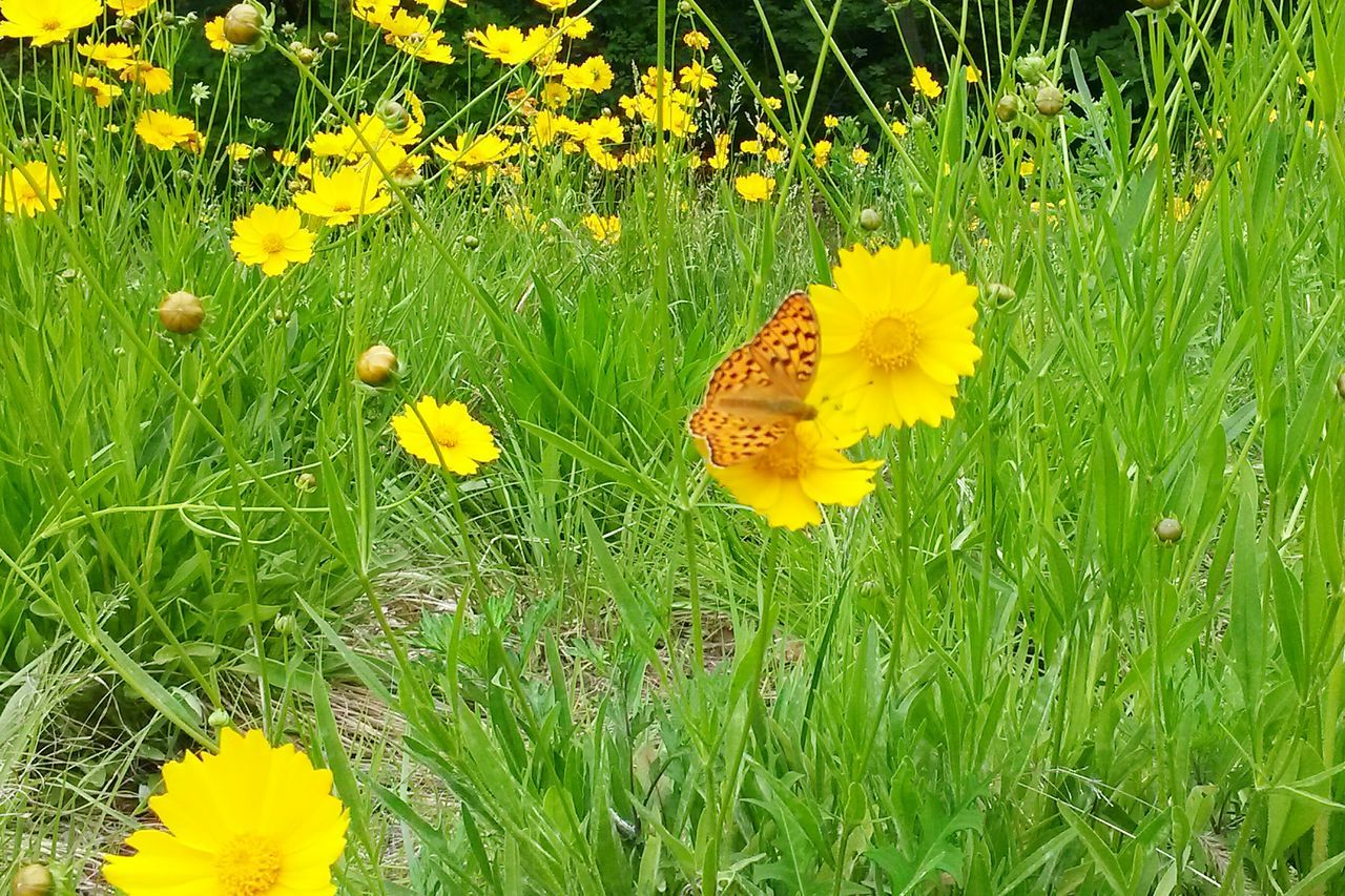 yellow, flower, growth, freshness, fragility, grass, field, petal, beauty in nature, nature, green color, flower head, plant, high angle view, blooming, leaf, in bloom, grassy, close-up, day