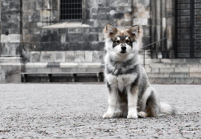 Portrait of a young puppy finnish lapphund dog sitting on street