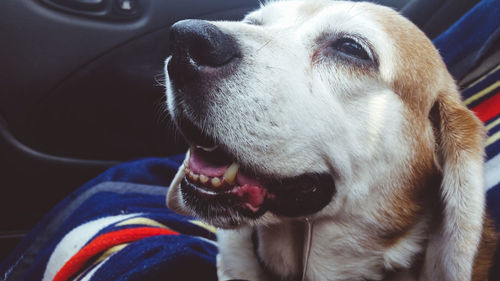 Close-up of dog looking through car