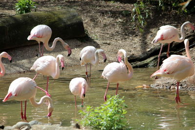 Flock of birds in the lake