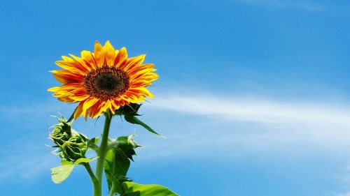 Low angle view of sunflower against blue sky