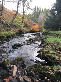 Stream flowing through rocks in forest