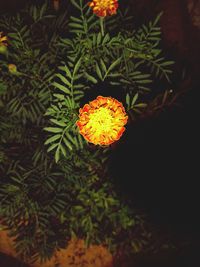 High angle view of orange flower on plant