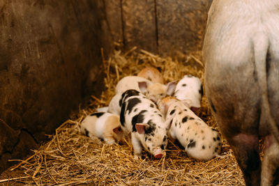 Piglets and pig in stable