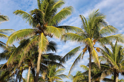 Low angle view of palm trees against sky