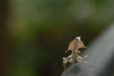 Close-up of insect