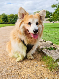 Portrait of dog sticking out tongue on field