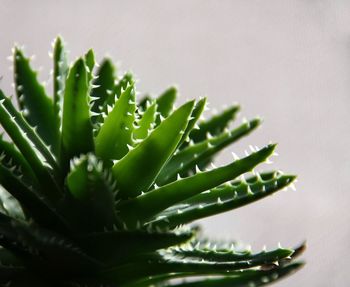 Close-up of succulent plant