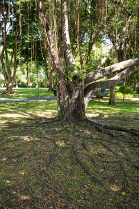 Trees in forest