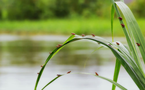 Close-up of plant