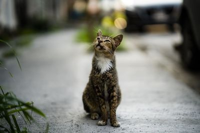 Cat sitting on footpath