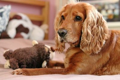 Close-up of english cocker spaniel sitting on bed at home