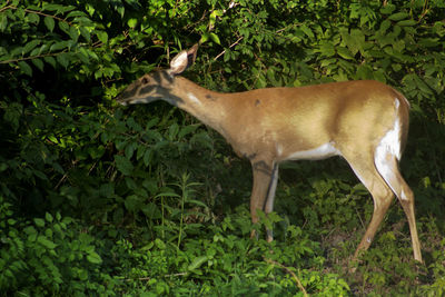 Deer standing on field