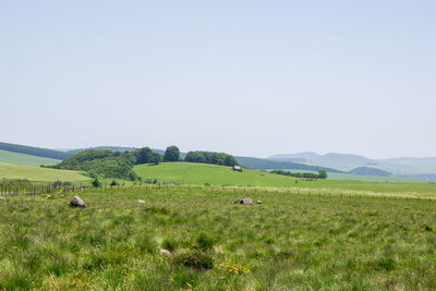 Scenic view of grassy field against clear sky