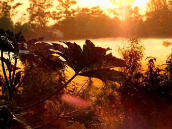 Close-up of silhouette plants against sky during sunset