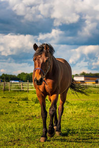 Horse standing in ranch