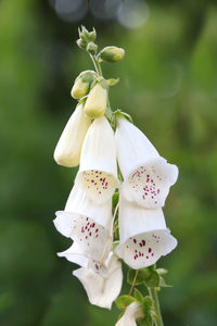 Close-up of white flowering plant