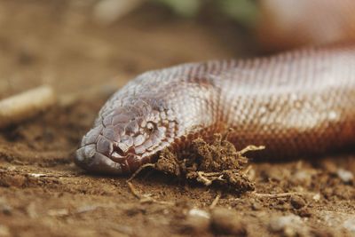 Close-up of lizard on field