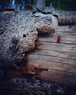 High angle view of insect on wood