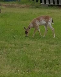 Deer on field