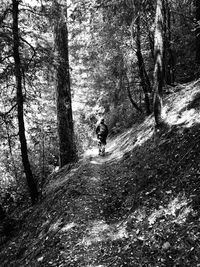View of trees in forest