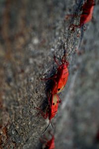 Close-up of insect