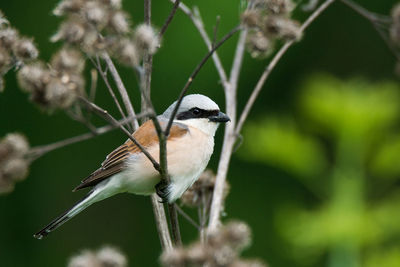 Close-up of bird perching on plant