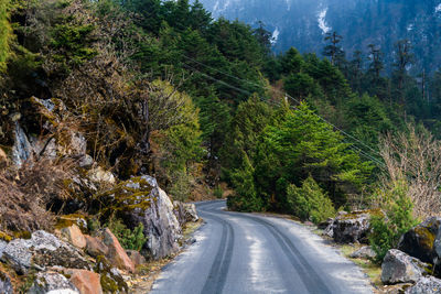 Road amidst trees in forest