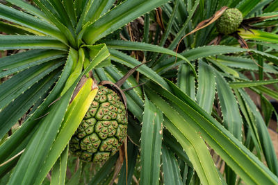 Pandanus tectorius tree and green leaves with raw hala fruit. tahitian screwpine branch and green