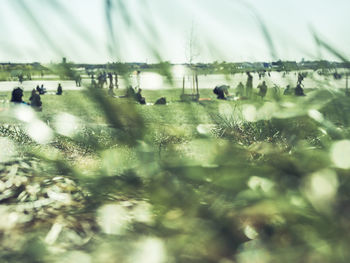 Close-up of plants on field against sky