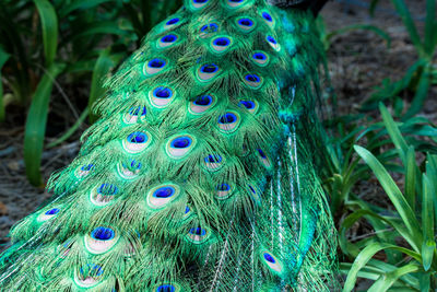 Close-up of peacock