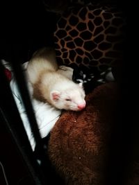 High angle view of cat sleeping