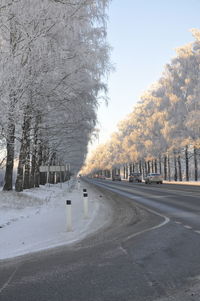 Empty road along trees