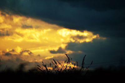 Plants on field against cloudy sky