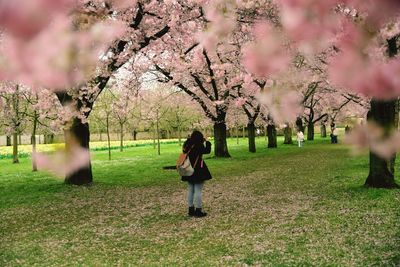 Full length of woman with backpack standing amidst cherry trees in park during spring