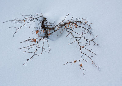 Close-up of bare tree against clear sky