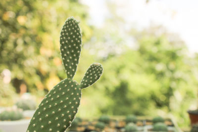 Close-up of succulent plant