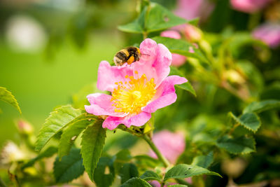 Honey bee flying over on pink flower