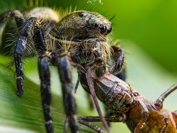 Close-up of spider