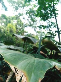 Low angle view of leaves on tree in forest