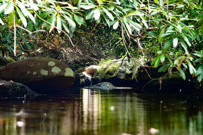 View of birds in lake