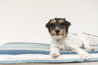 Portrait of puppy on wall