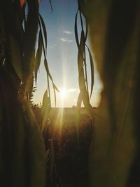 Close-up of plants growing on land against sky during sunset